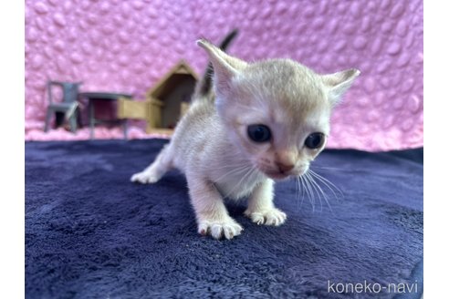 販売中の茨城県のシンガプーラ-107555の5枚目