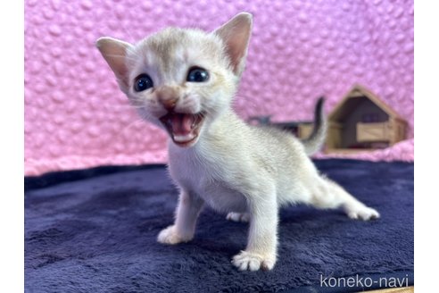 販売中の茨城県のシンガプーラ-107555の6枚目
