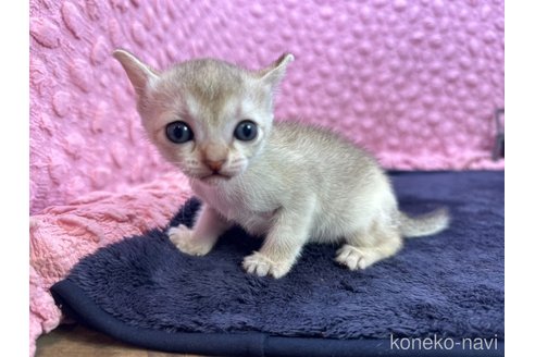 販売中の茨城県のシンガプーラ-107555の7枚目