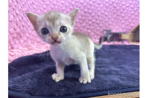 販売中の茨城県のシンガプーラ-107555
