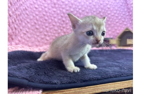 販売中の茨城県のシンガプーラ-107555の8枚目