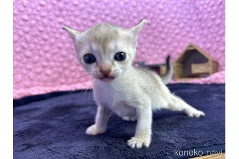 販売中の茨城県のシンガプーラ-107555の9枚目
