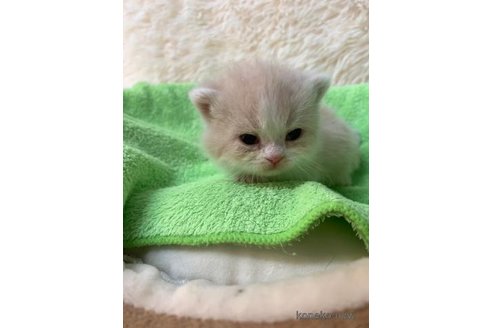 成約済の大阪府のマンチカン(短足)-107557の2枚目