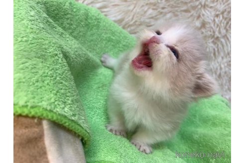 成約済の大阪府のマンチカン(短足)-107557の3枚目