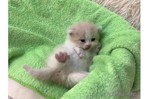 成約済の大阪府のマンチカン(短足)-107557の4枚目