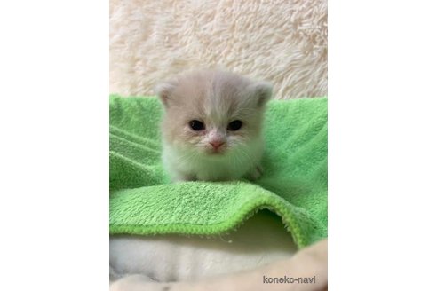 成約済の大阪府のマンチカン(短足)-107557の5枚目