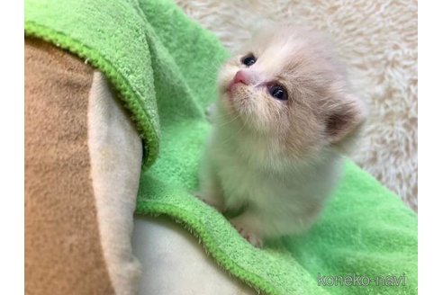 成約済の大阪府のマンチカン(短足)-107557の6枚目