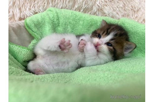 成約済の大阪府のマンチカン(短足)-107558の3枚目