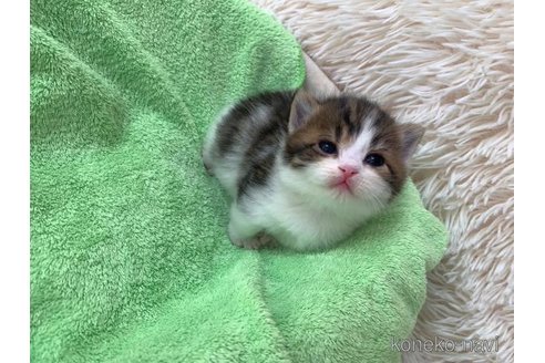 成約済の大阪府のマンチカン(短足)-107558の4枚目