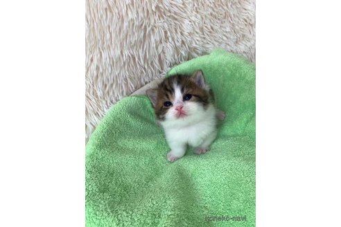 成約済の大阪府のマンチカン(短足)-107558の5枚目