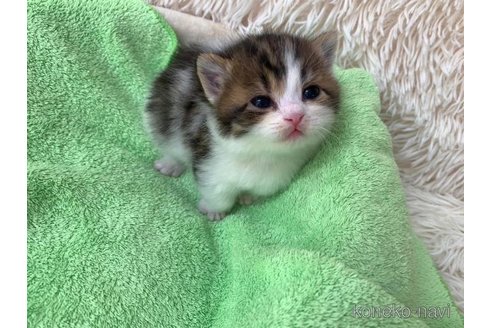 成約済の大阪府のマンチカン(短足)-107558の2枚目