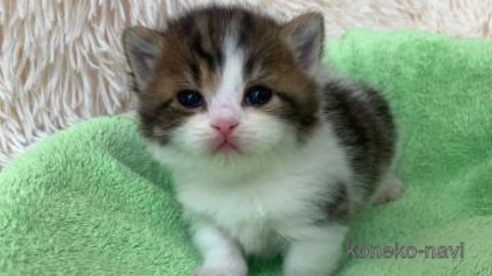 成約済の大阪府のマンチカン(短足)-107558の1枚目