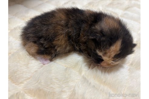 成約済の宮崎県のミックス-107577の3枚目