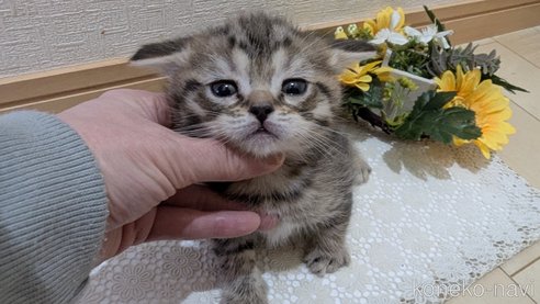 成約済の広島県のスコティッシュフォールド-107018の19枚目