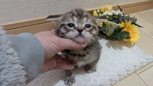 成約済の広島県のスコティッシュフォールド-107018の18枚目