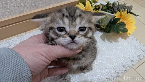 成約済の広島県のスコティッシュフォールド-107018の17枚目