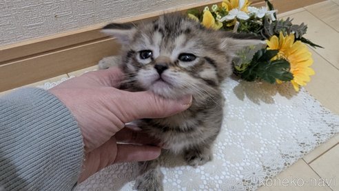 成約済の広島県のスコティッシュフォールド-107018の15枚目