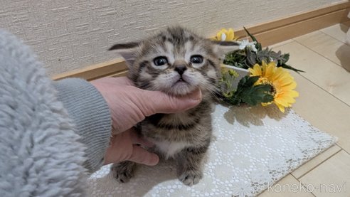 成約済の広島県のスコティッシュフォールド-107018の14枚目