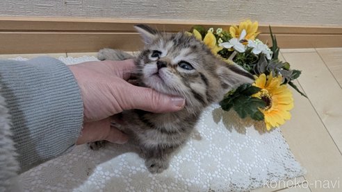 成約済の広島県のスコティッシュフォールド-107018の12枚目