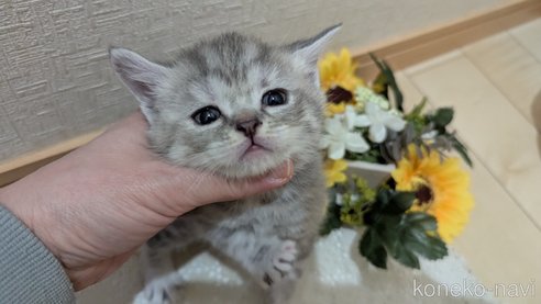 成約済の広島県のスコティッシュフォールド-107017の14枚目