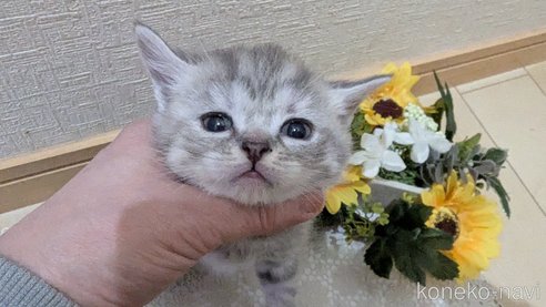 成約済の広島県のスコティッシュフォールド-107017の13枚目
