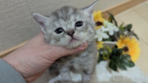 成約済の広島県のスコティッシュフォールド-107017の1枚目