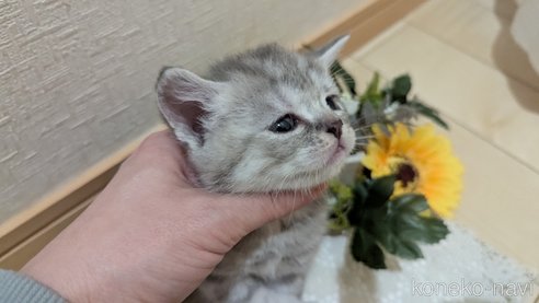 成約済の広島県のスコティッシュフォールド-107017の10枚目