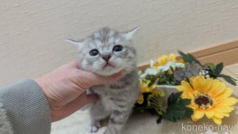 成約済の広島県のスコティッシュフォールド-107017の9枚目