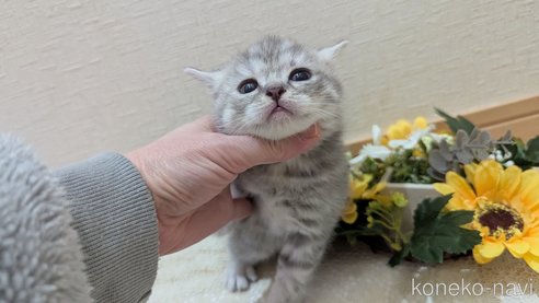成約済の広島県のスコティッシュフォールド-107017の8枚目