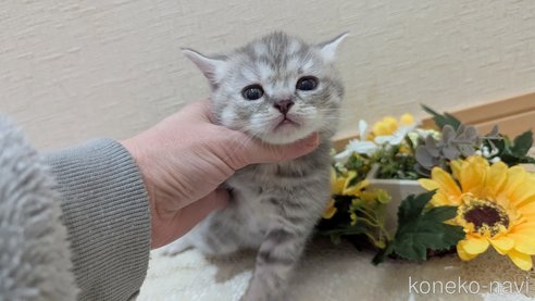 成約済の広島県のスコティッシュフォールド-107017の7枚目