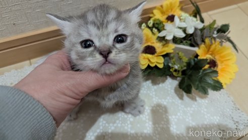 成約済の広島県のスコティッシュフォールド-107017の6枚目