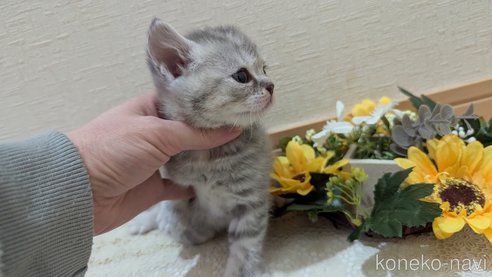 成約済の広島県のスコティッシュフォールド-107017の5枚目