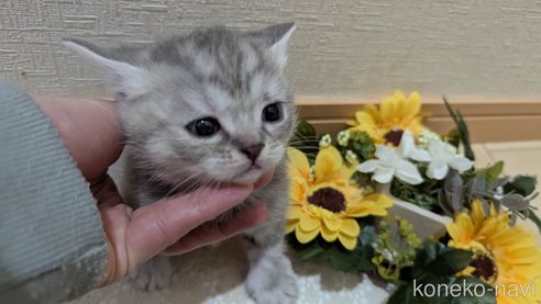 成約済の広島県のスコティッシュフォールド-107017の3枚目