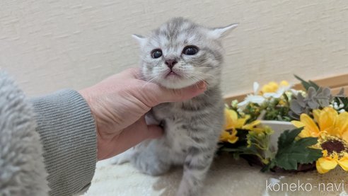 成約済の広島県のスコティッシュフォールド-107017の2枚目