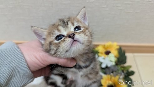 成約済の広島県のスコティッシュフォールド-107019の31枚目