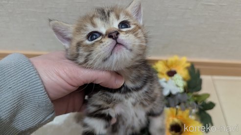 成約済の広島県のスコティッシュフォールド-107019の30枚目