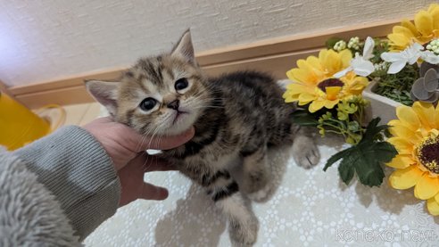成約済の広島県のスコティッシュフォールド-107019の28枚目