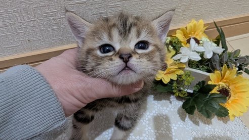 成約済の広島県のスコティッシュフォールド-107019の22枚目