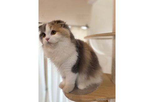 成約済の福岡県のスコティッシュフォールド(折れ耳)-107198の2枚目