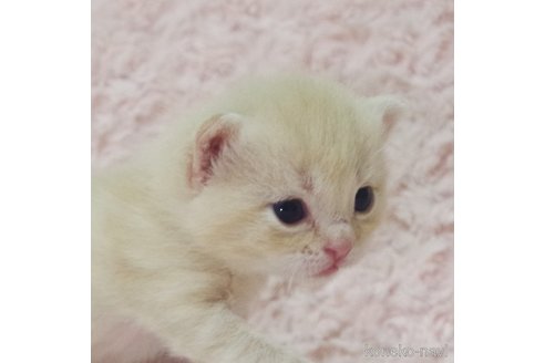 成約済の群馬県のスコティッシュフォールド-107579の7枚目