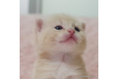 成約済の群馬県のスコティッシュフォールド-107579の8枚目