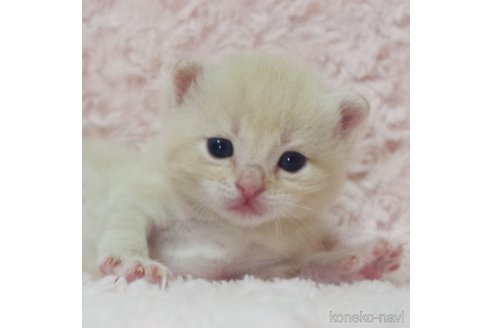 成約済の群馬県のスコティッシュフォールド-107579の2枚目