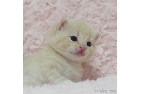 成約済の群馬県のスコティッシュフォールド-107579の4枚目