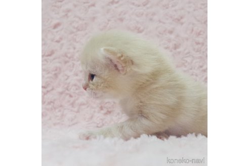 成約済の群馬県のスコティッシュフォールド-107579の5枚目