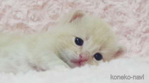 成約済の群馬県のスコティッシュフォールド-107579の1枚目