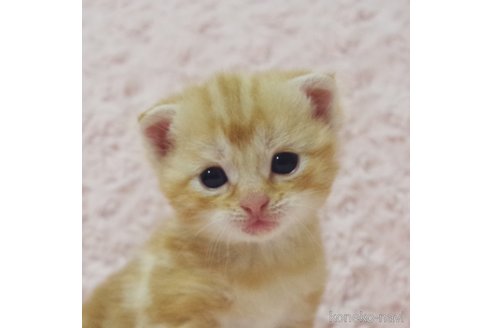 成約済の群馬県のスコティッシュフォールド(折れ耳)-107581の3枚目