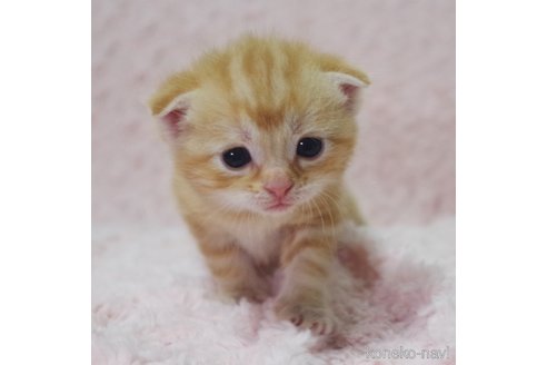 成約済の群馬県のスコティッシュフォールド(折れ耳)-107581の2枚目