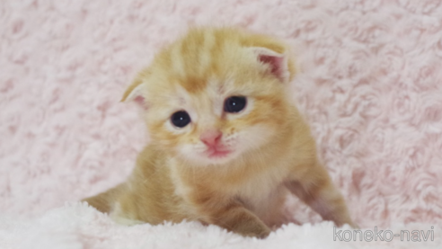 成約済の群馬県のスコティッシュフォールド(折れ耳)-107581の1枚目