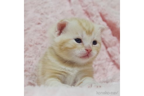 成約済の群馬県のスコティッシュフォールド(折れ耳)-107582の11枚目