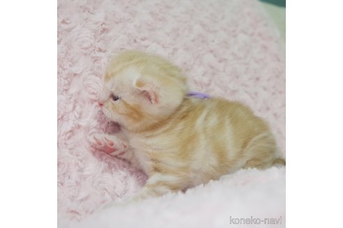 成約済の群馬県のスコティッシュフォールド(折れ耳)-107582の12枚目